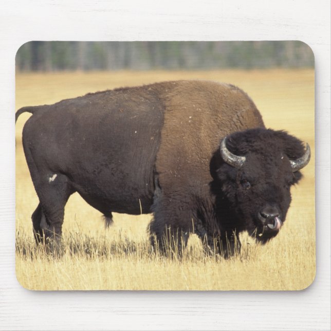 Bison Bull in Yellowstone National Mouse Pad (Front)