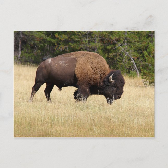 Bison Bull in Yellowstone National Park Postcard (Front)