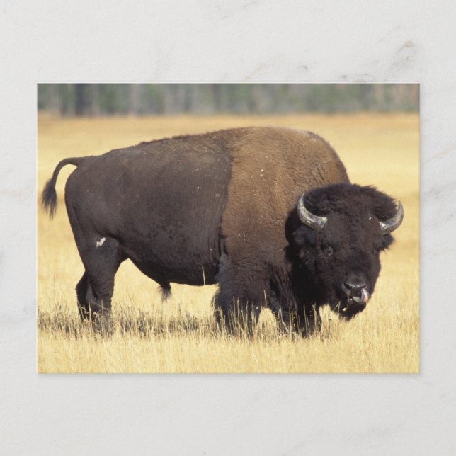 Bison Bull in Yellowstone National Postcard (Front)