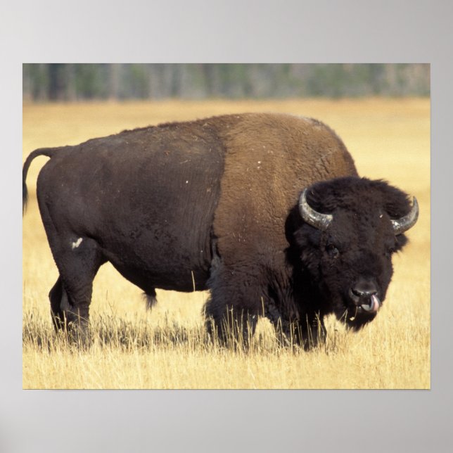 Bison Bull in Yellowstone National Poster (Front)