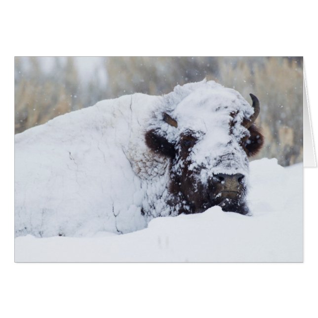 Bison Bull, manteau d'hiver (Devant horizontal)