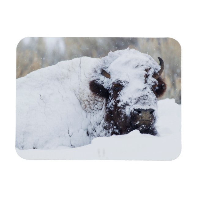 Bison Bull, winter coat Magnet (Horizontal)