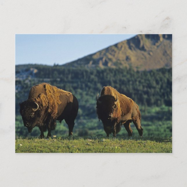 Bison bulls at Waterton Lakes National Park in Postcard (Front)