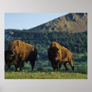 Bison bulls at Waterton Lakes National Park in Poster