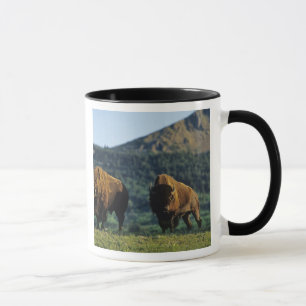 Bison bulls at Waterton Lakes National Park Mug