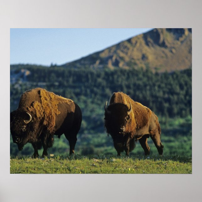 Bison bulls at Waterton Lakes National Park Poster (Front)