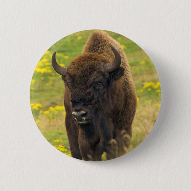 Bison Button Badge (Front)