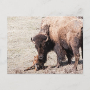 Bison Calf Postcard