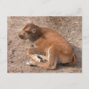 Bison Calf Postcard