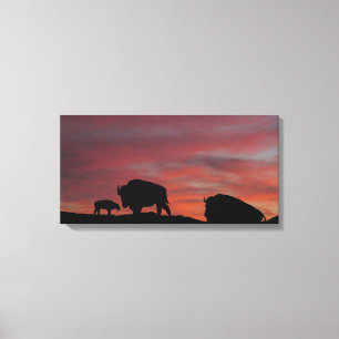 Bison Canvas Print