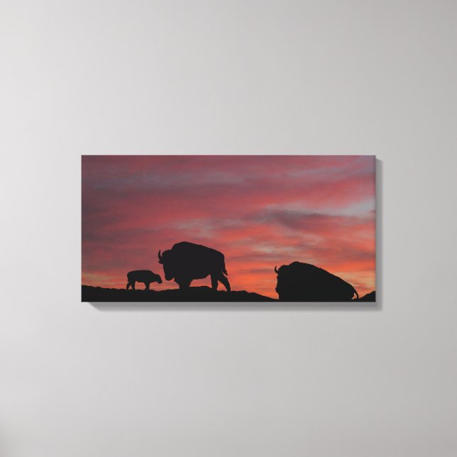 Bison Canvas Print (Front)
