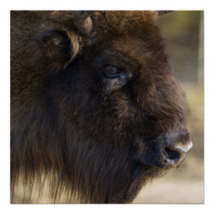 Bison Canvas Print