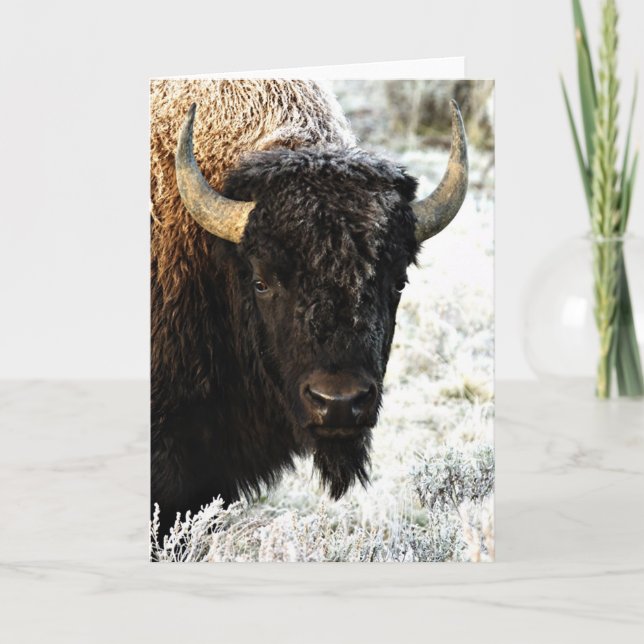 Bison Card (Front)