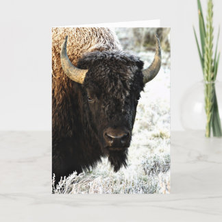 Bison Card