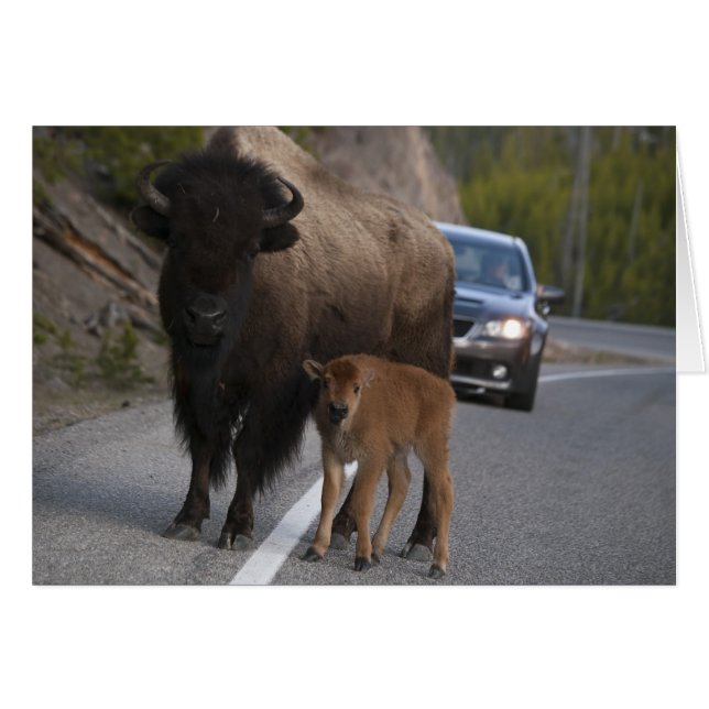 Bison - Carte (Devant horizontal)