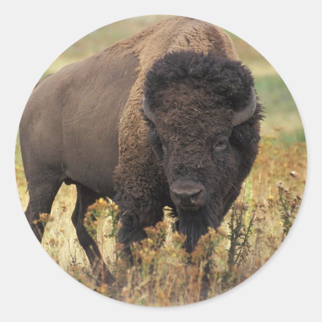 Bison Classic Round Sticker (Front)