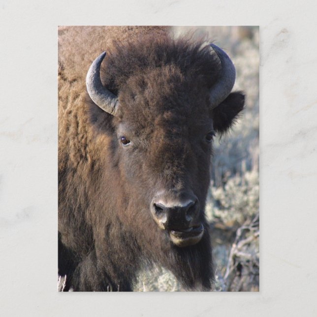 Bison close up postcard (Front)