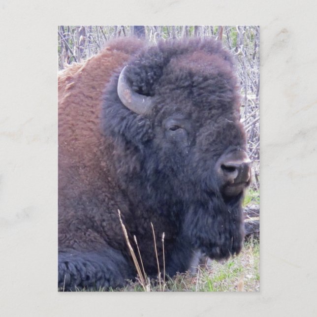 Bison Closeup Postcard (Front)