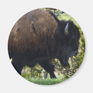 Bison Crossing Magnet