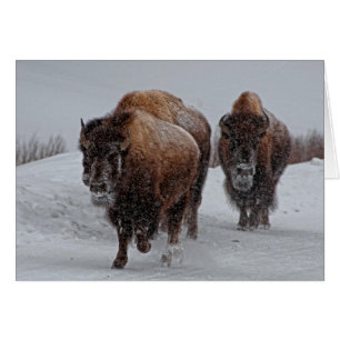 Bison de Yellowstone
