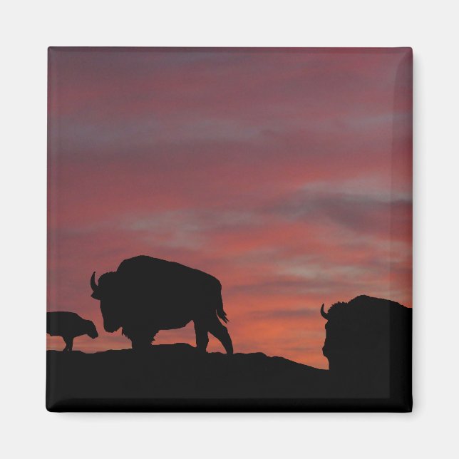 Bison family magnet (Front)