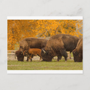 Bison Family Nation Postcard