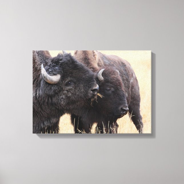 bison friendship canvas print (Front)