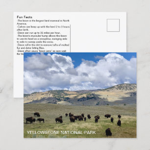 Bison Fun Facts Yellowstone National Park Postcard