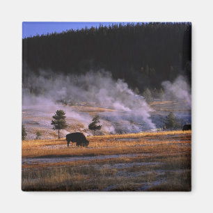 Bison grazing in the Upper Geyser Basin Magnet