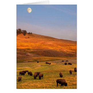 Bison Grazing on Hill at Hayden Valley