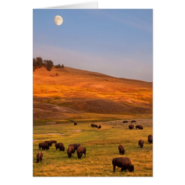 Bison Grazing on Hill at Hayden Valley (Front)