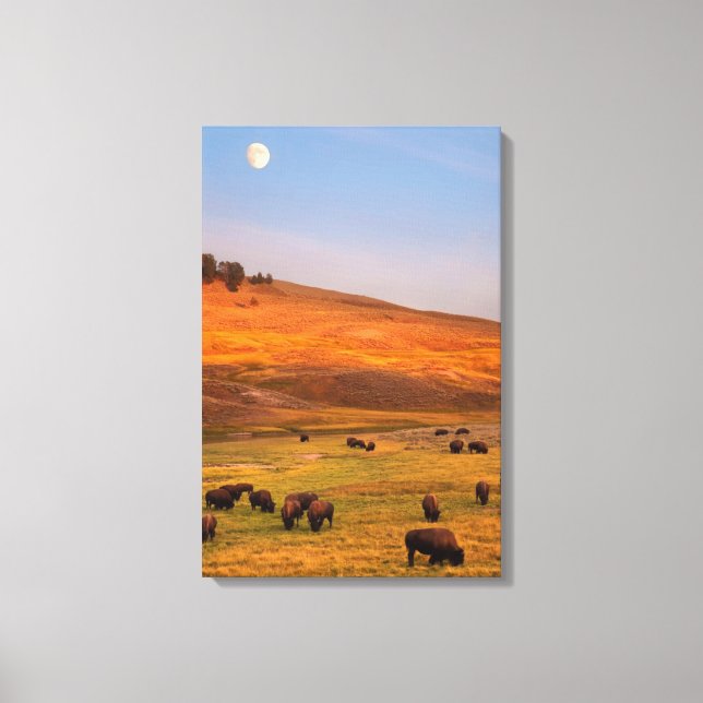 Bison Grazing on Hill at Hayden Valley Canvas Print (Front)