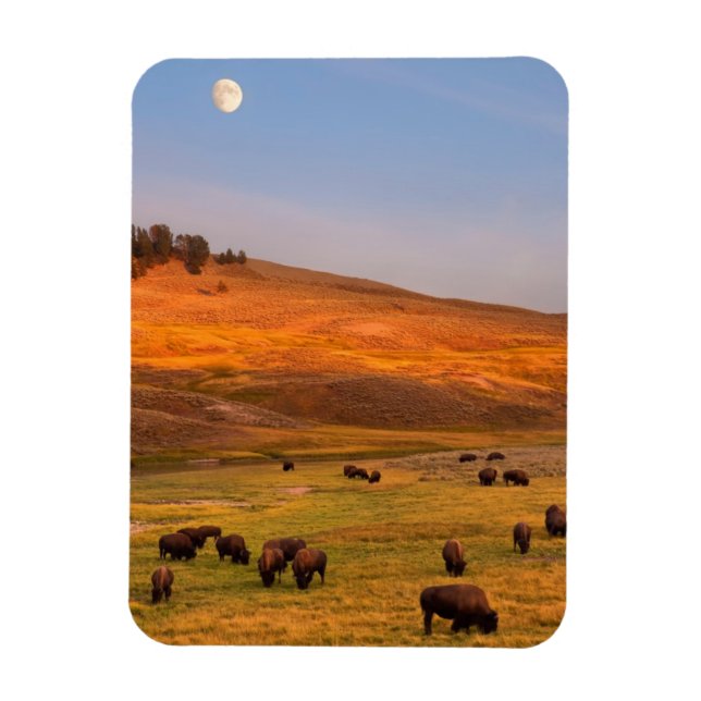 Bison Grazing on Hill at Hayden Valley Magnet (Vertical)