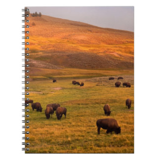 Bison Grazing on Hill at Hayden Valley Notebook