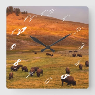 Bison Grazing on Hill at Hayden Valley Square Wall Clock