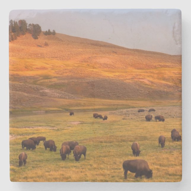 Bison Grazing on Hill at Hayden Valley Stone Coaster (Front)