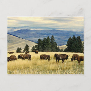 Bison herd grazing at the National Bison Range Postcard