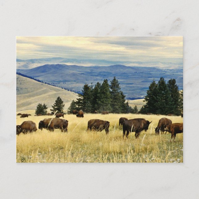 Bison herd grazing at the National Bison Range Postcard (Front)