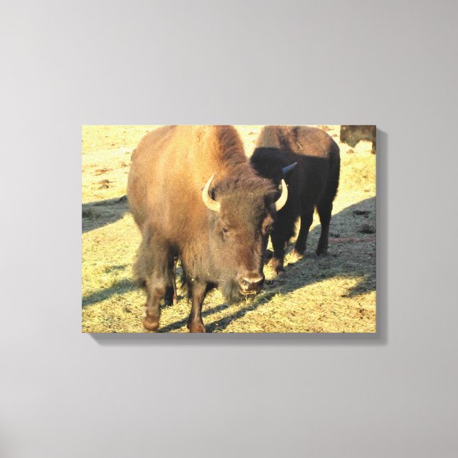 Bison in Colorado Canvas Print (Front)