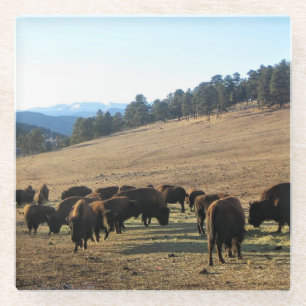Bison in Colorado Glass Coaster