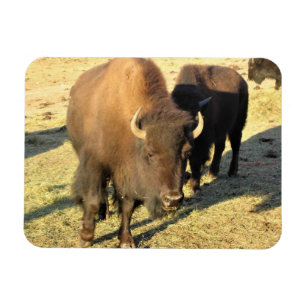 Bison in Colorado Magnet