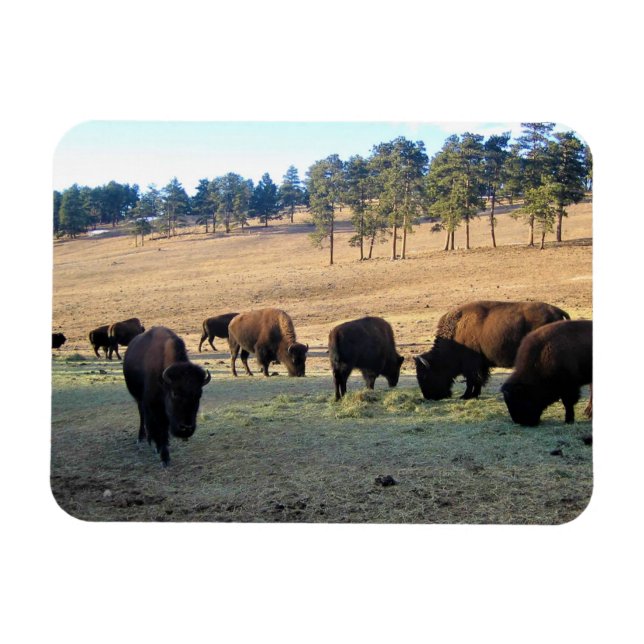 Bison in Colorado Magnet (Horizontal)