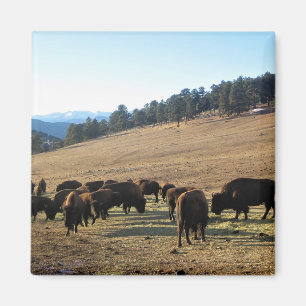 Bison in Colorado Magnet