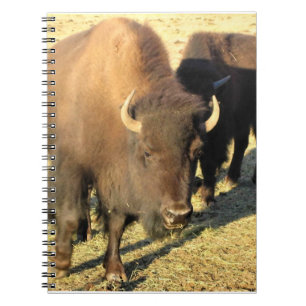 Bison in Colorado Notebook