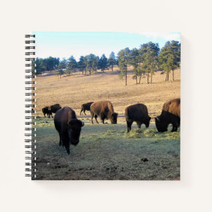 Bison in Colorado Notebook