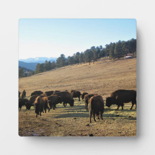 Bison in Colorado Plaque