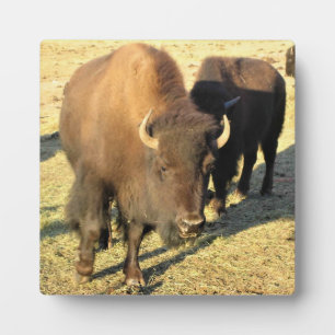Bison in Colorado Plaque