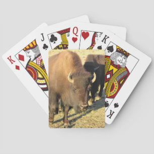 Bison in Colorado Playing Cards
