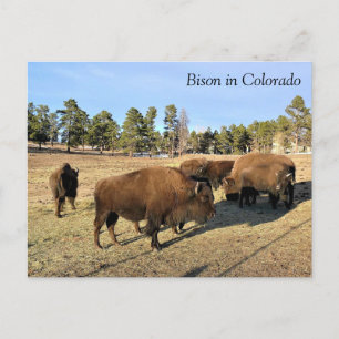 Bison in Colorado Postcard