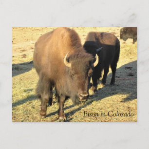 Bison in Colorado Postcard